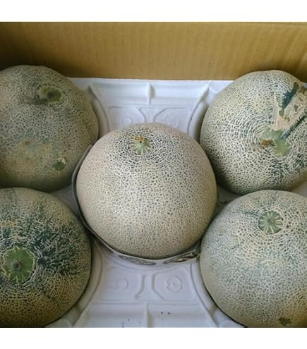 Amazon.co.jp: 熊本・茨城・千葉産 プリンスメロン 秀品 6玉〜11玉 約